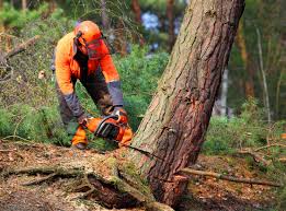 Trusted Wheeling, IL Tree Removal Experts